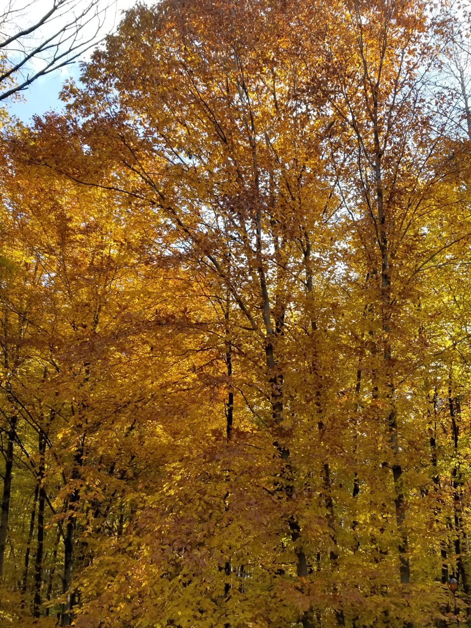 20181103_104856.jpg