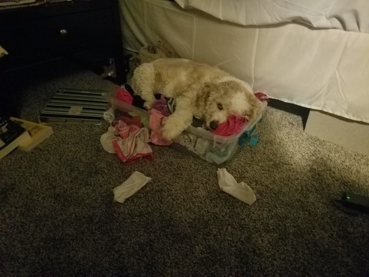 20181109_051933.jpg