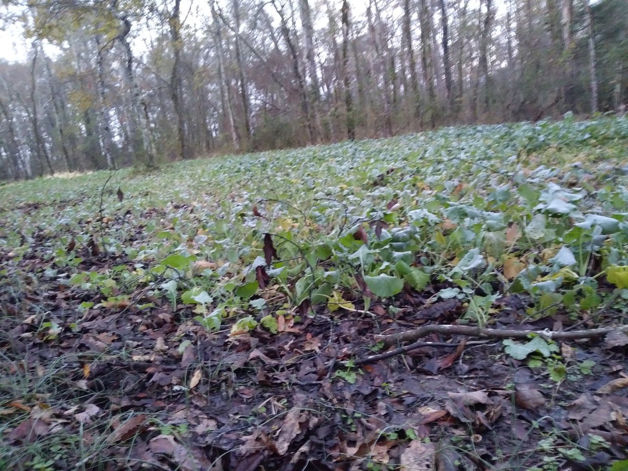 20181122_062811.jpg