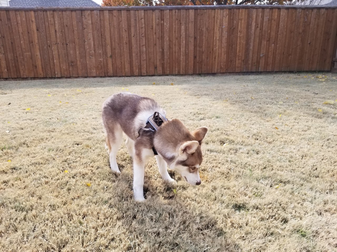 20181125_112751.jpg