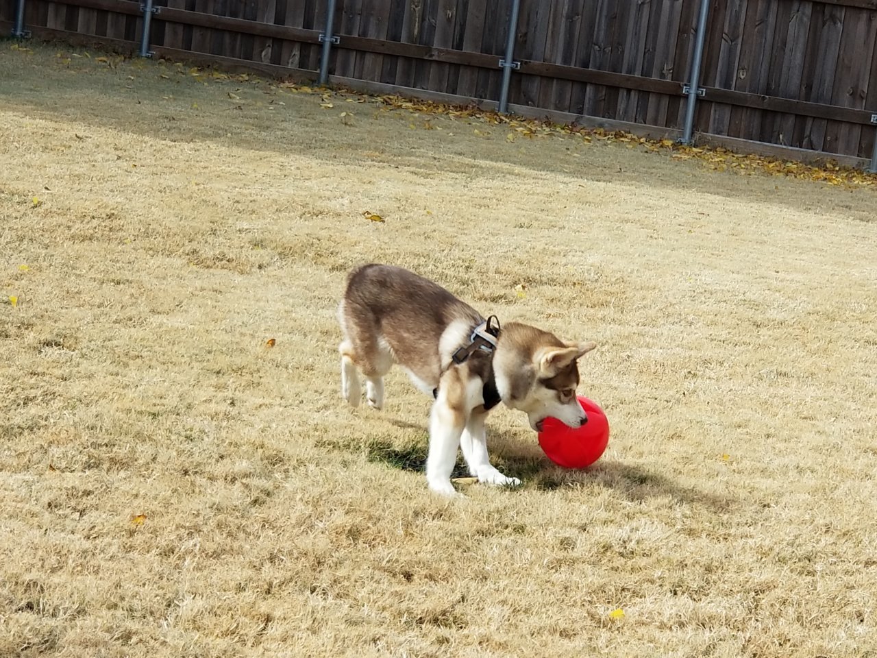 20181125_114115.jpg