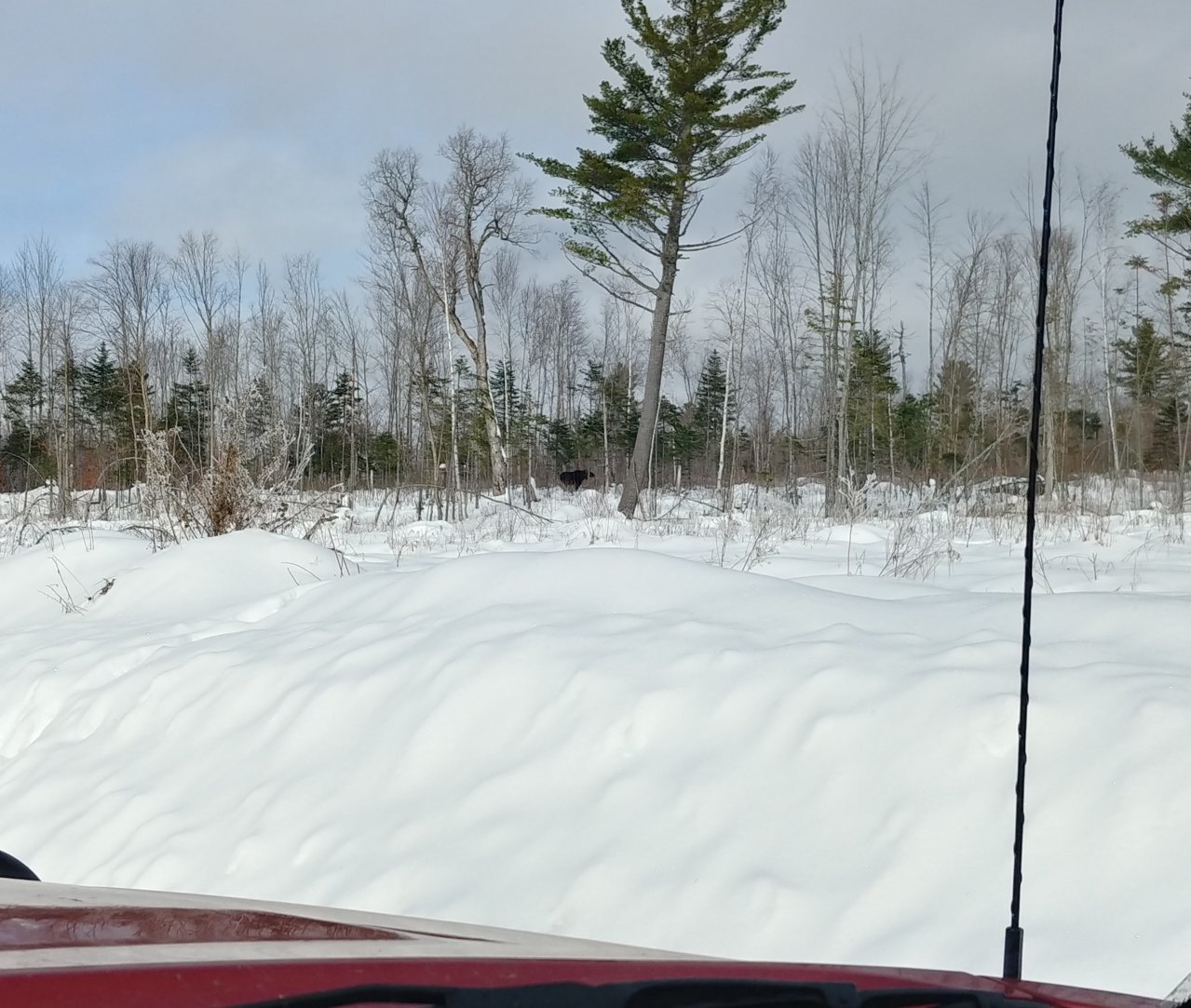20181216_110042_HDR [1] Moose 1.jpg