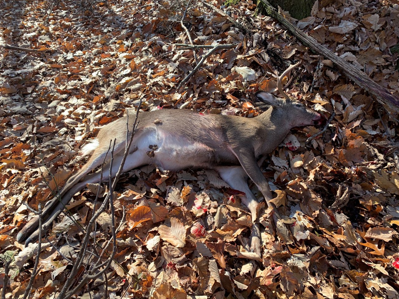 2019 buck 1.jpg