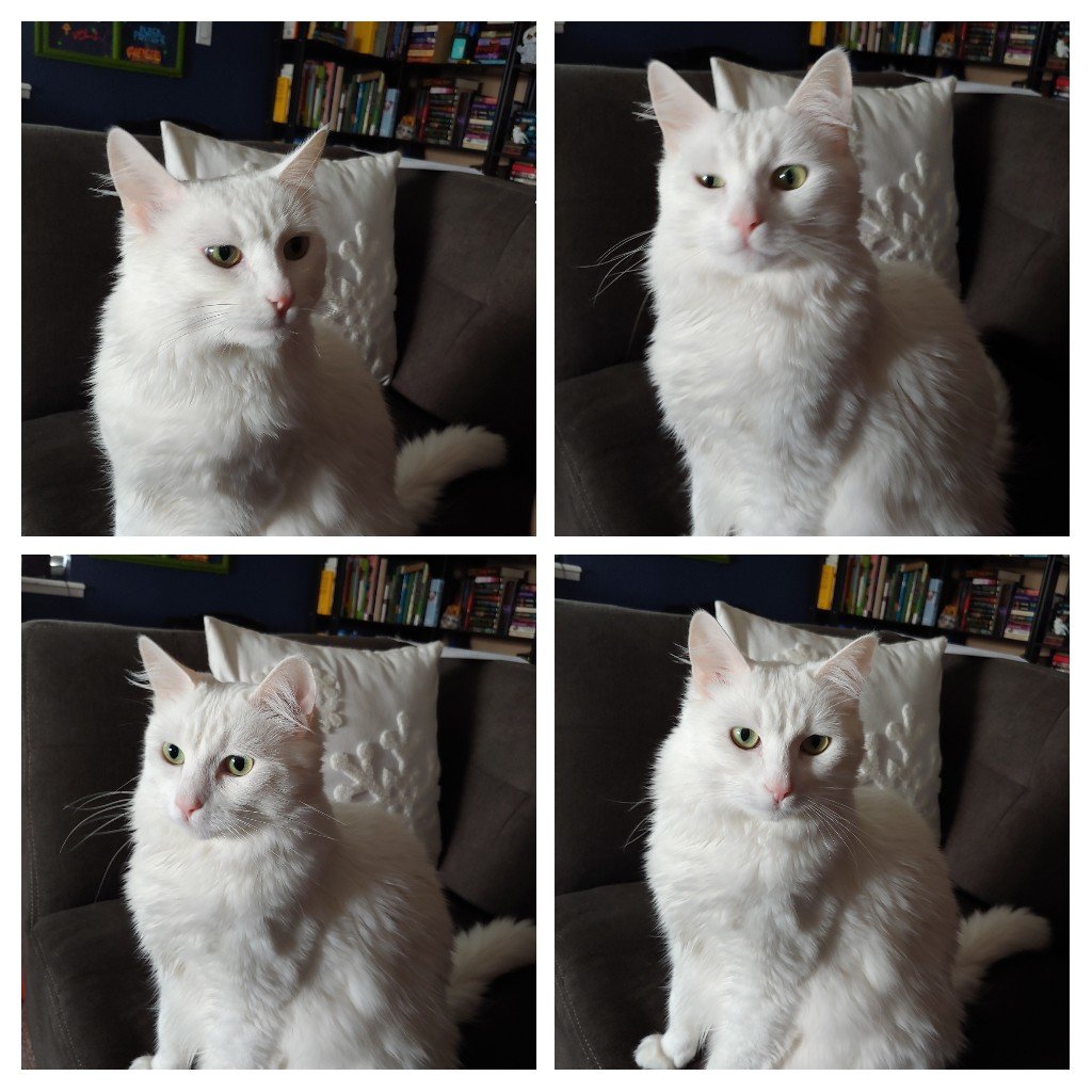 20190118_100041-COLLAGE.jpg