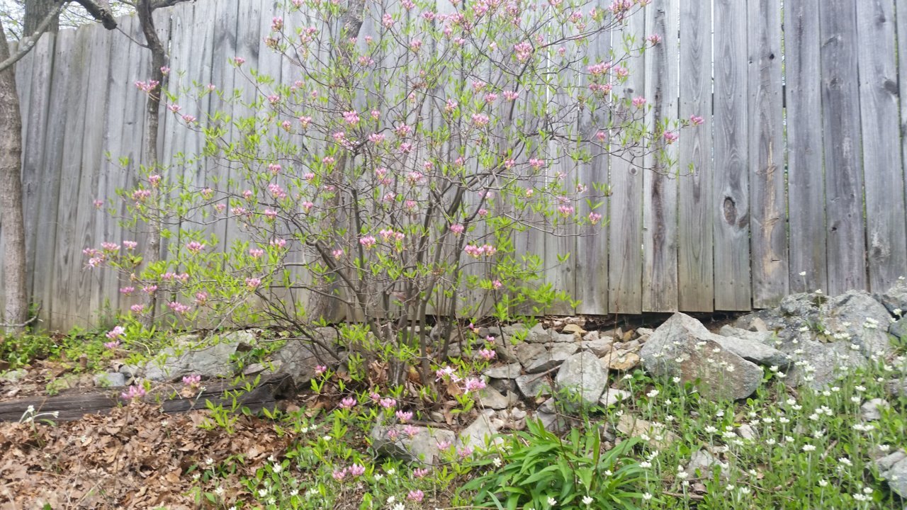 20190423_132400a.jpg