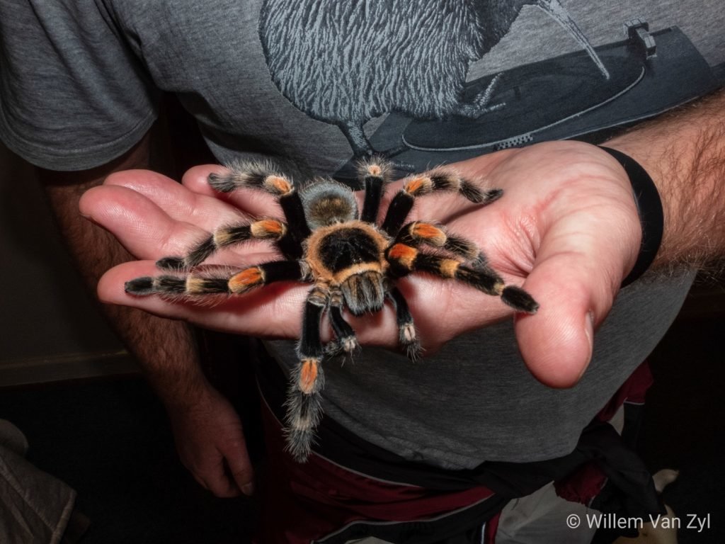20190504-wvz-spiders-brachypelma-hamorii-mexican-red-knee-tarantula-03-1024x768.jpg