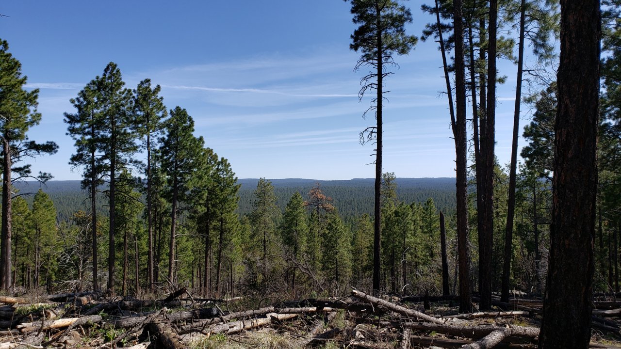 20190504_152919.jpg