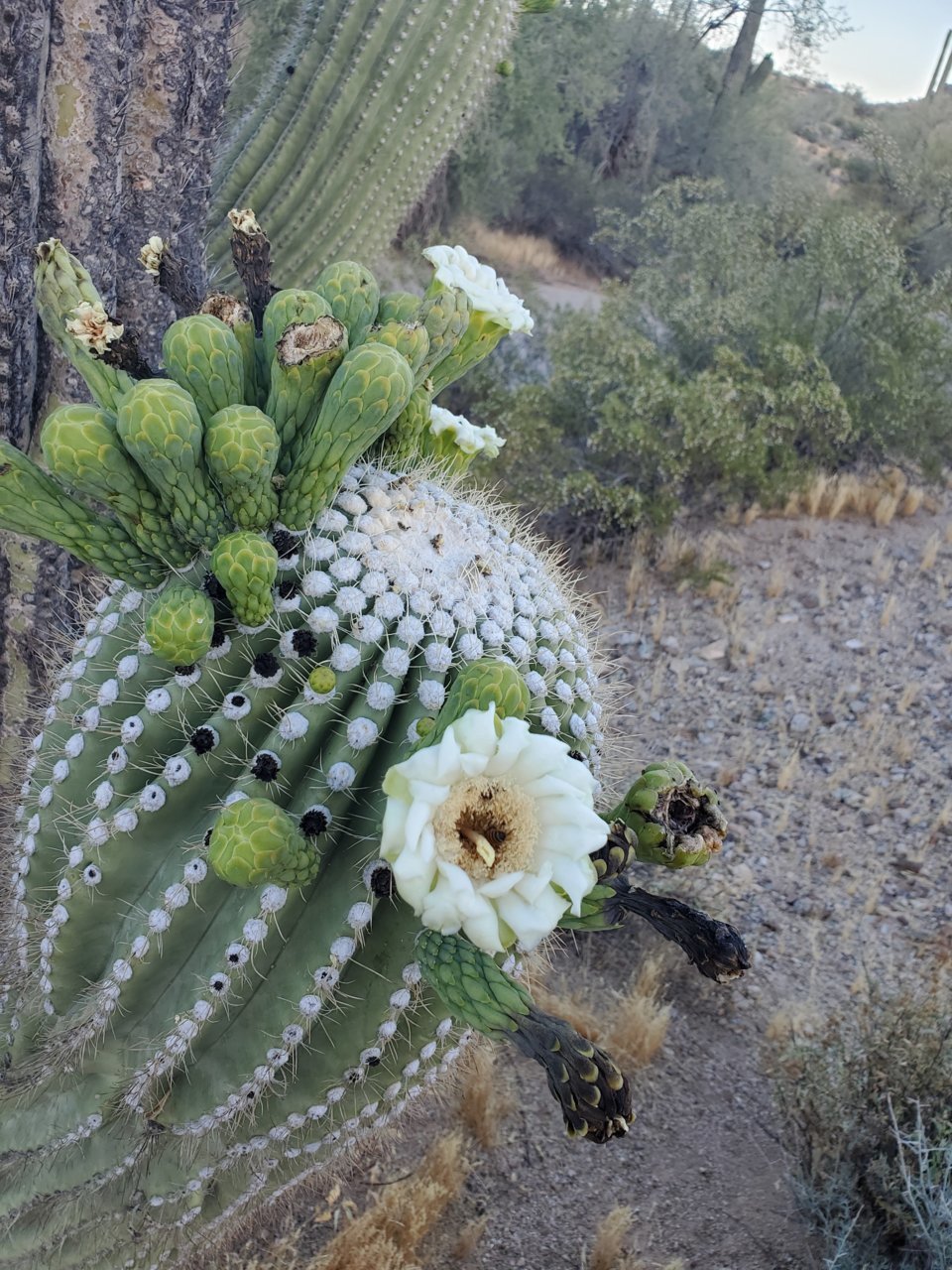 20190522_183946.jpg