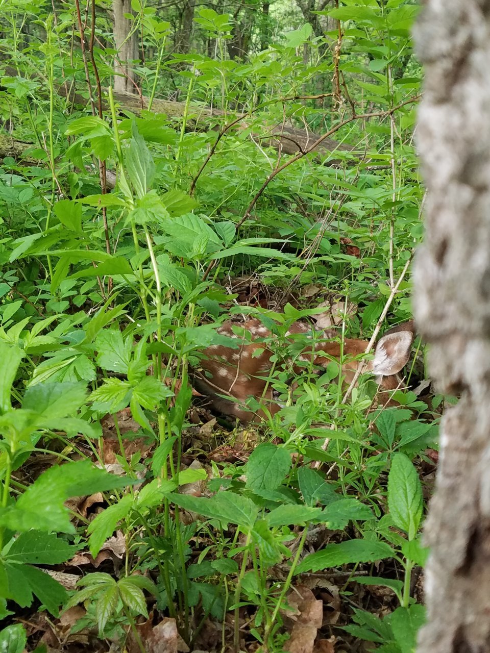 20190527_075631.jpg