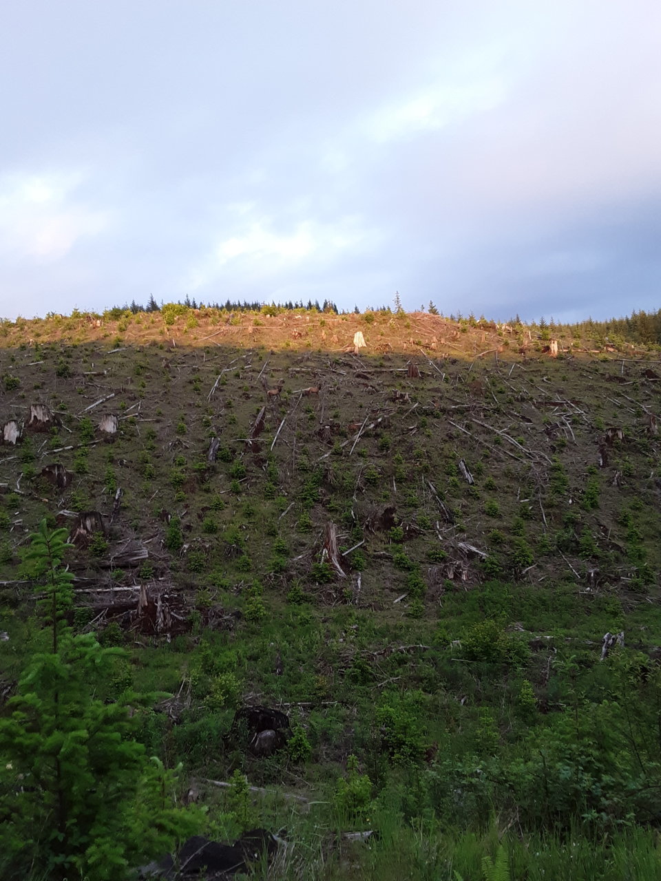 20190527_201358.jpg