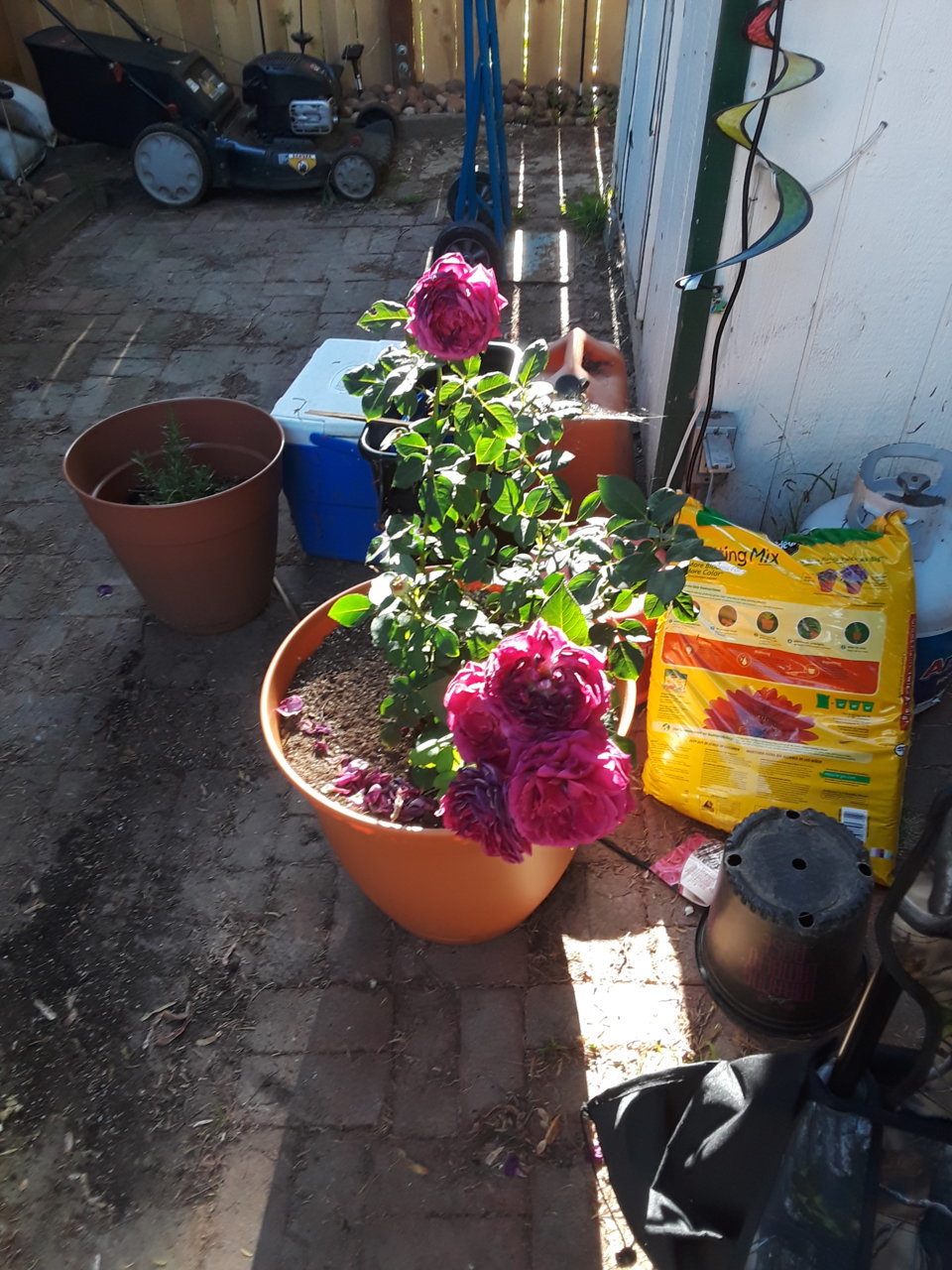 20190601_180622.jpg