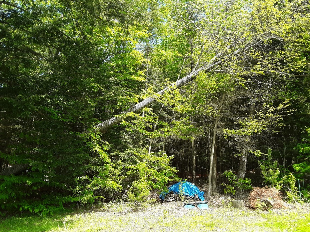20190604_131802_resized.jpg