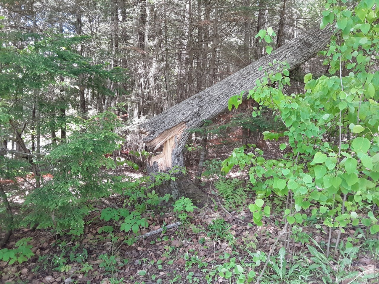 20190604_131815_resized.jpg