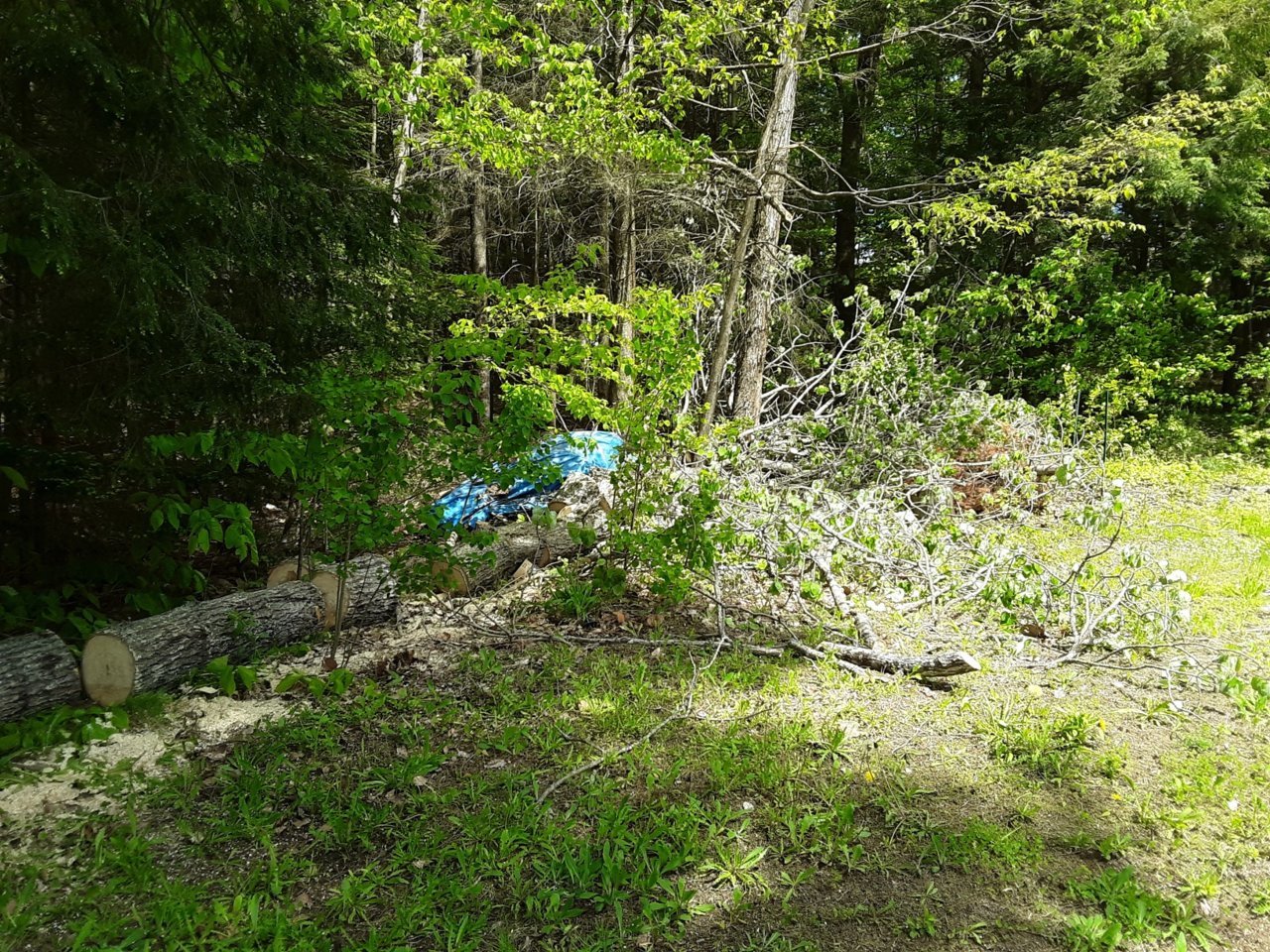 20190604_141624_resized_1.jpg