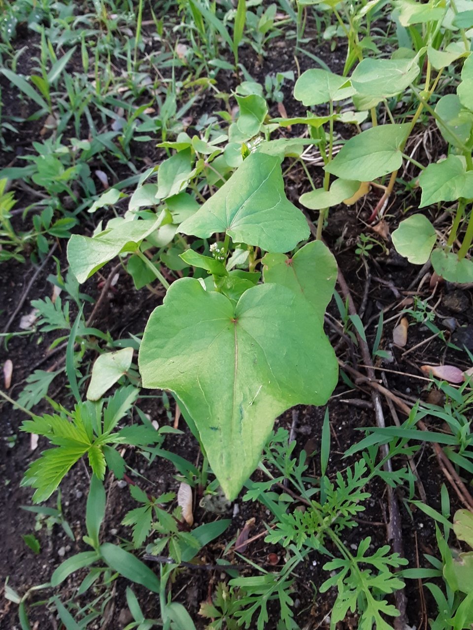 20190611_190905_resized.jpg