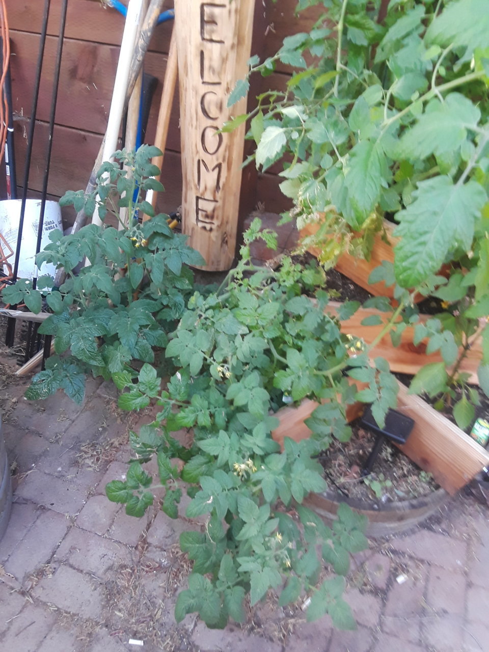 20190621_190005.jpg
