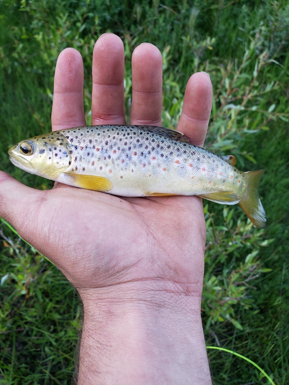 20190706_203724.jpg