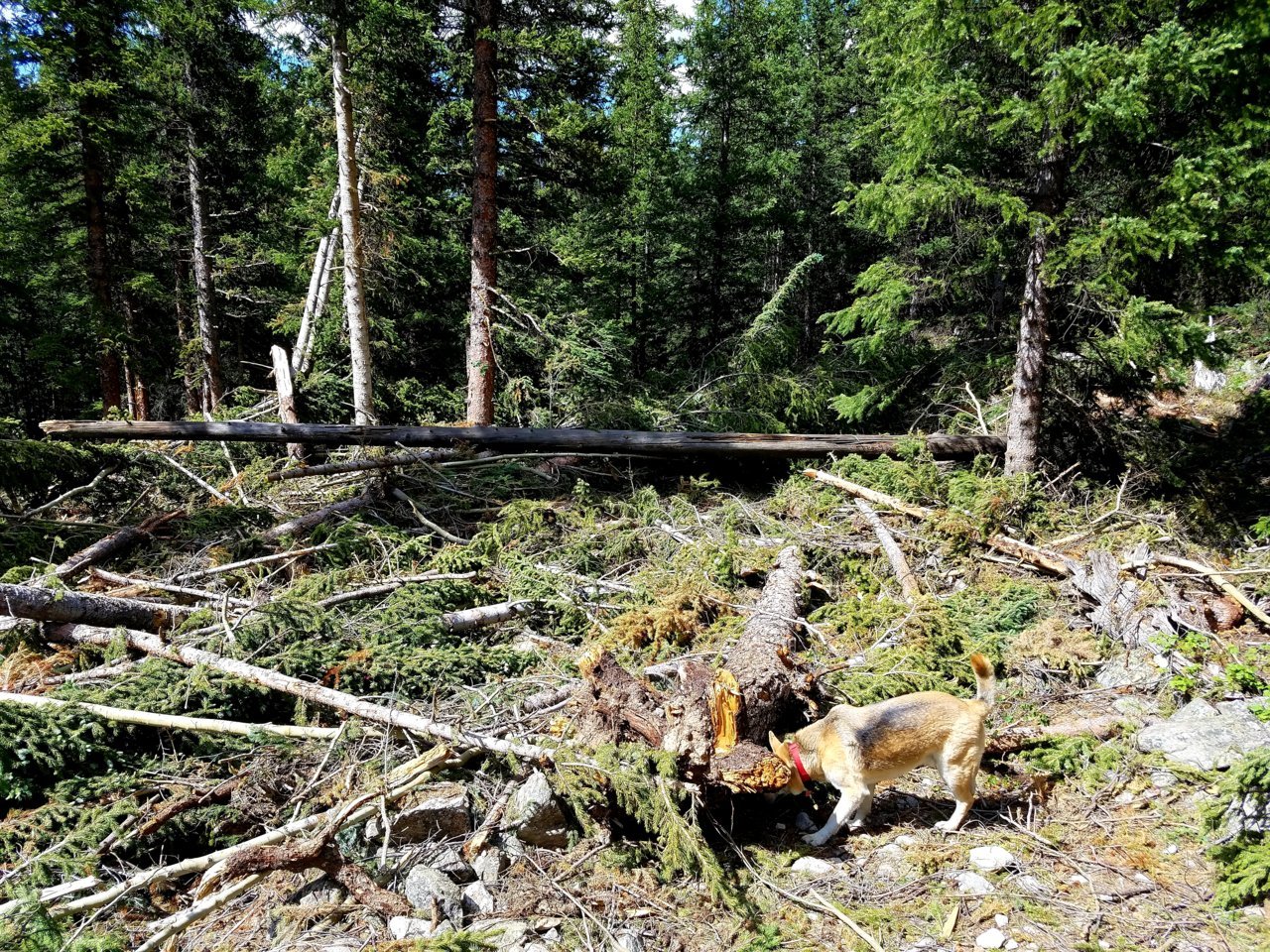 20190717_174611.jpg