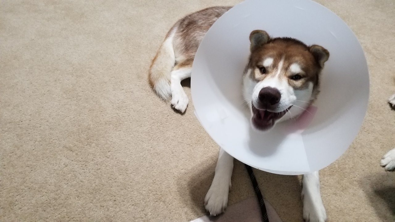 20190726_090306.jpg