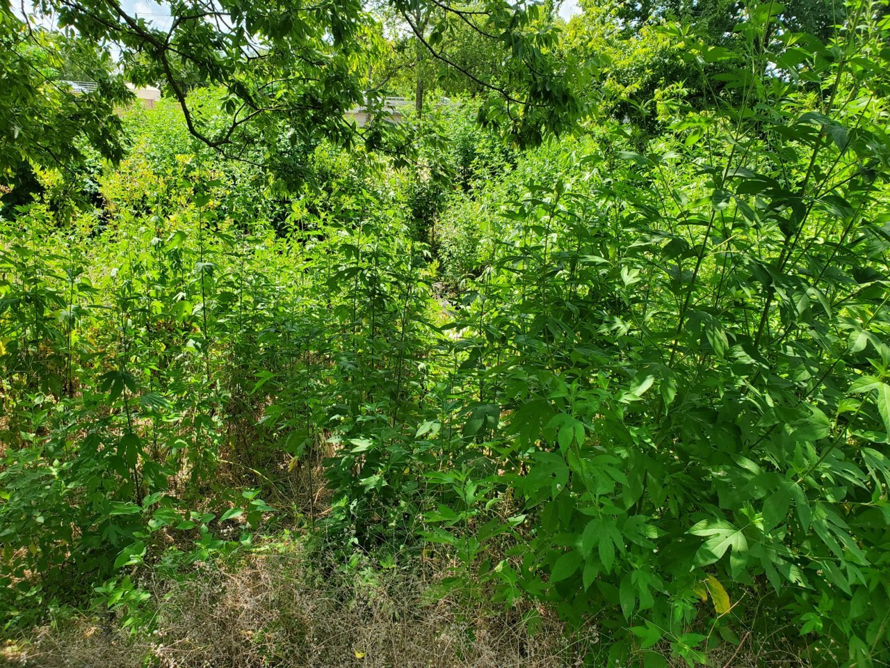 20190815_144900.jpg