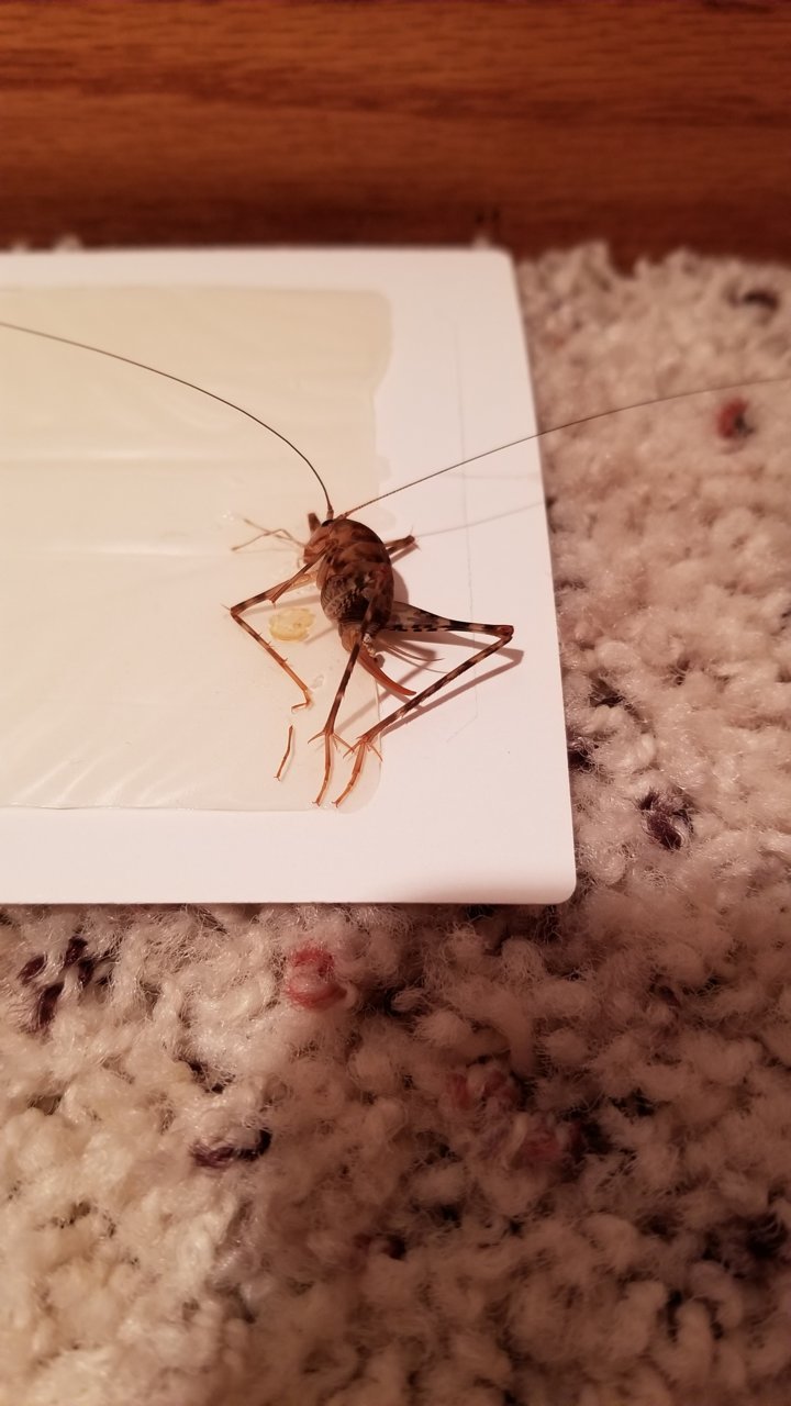 Spider Crickets aka Cave Crickets in basement .. help | Tacoma World