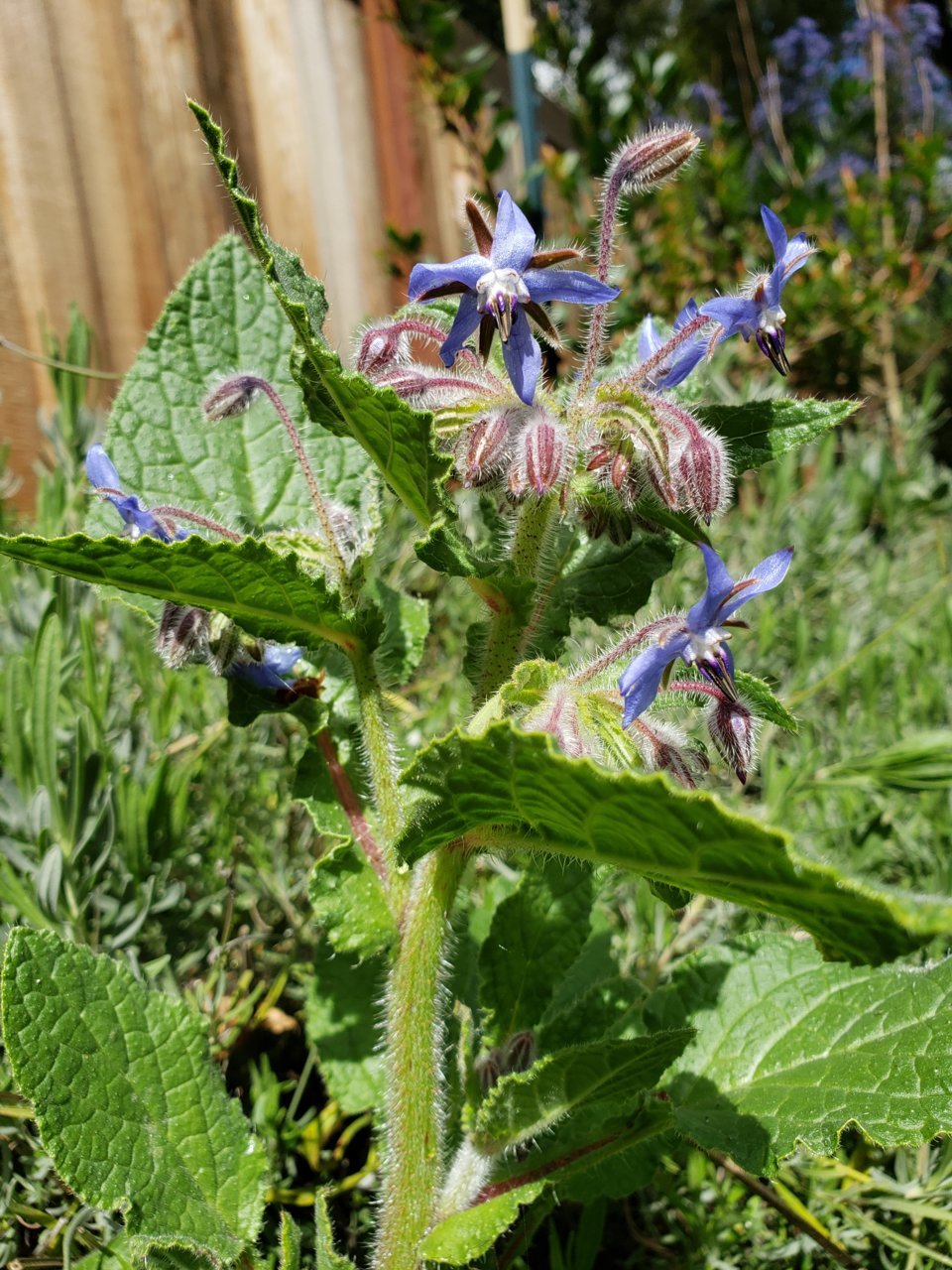 20200325_borage.jpg