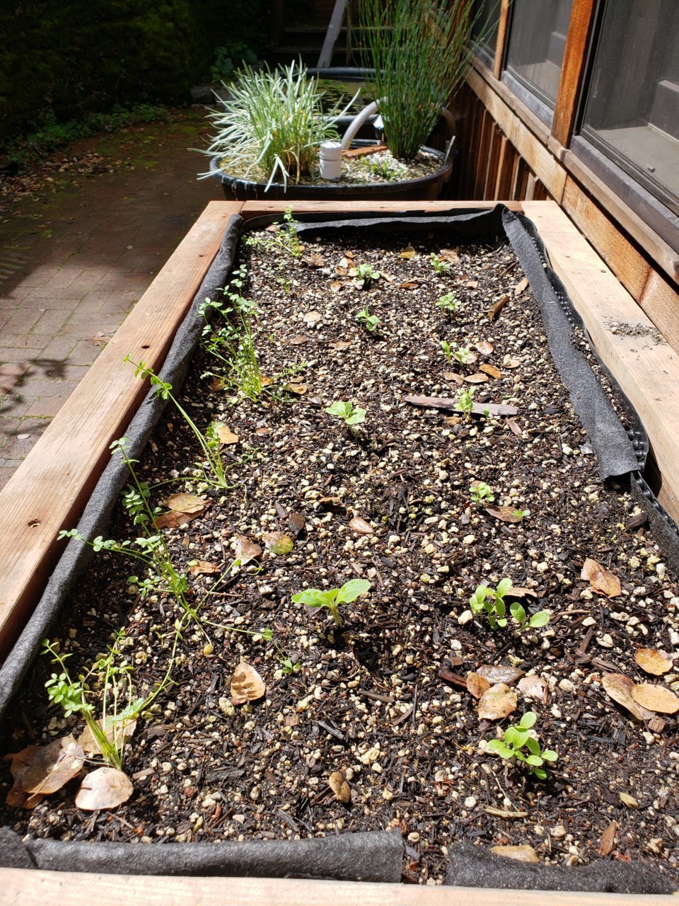 20200325_planter.jpg