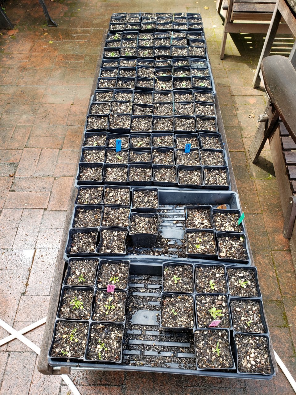 20200325_seedlings.jpg