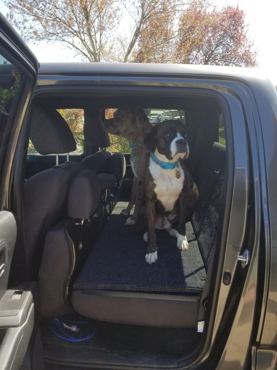 Backseat Dog Beds | Tacoma World