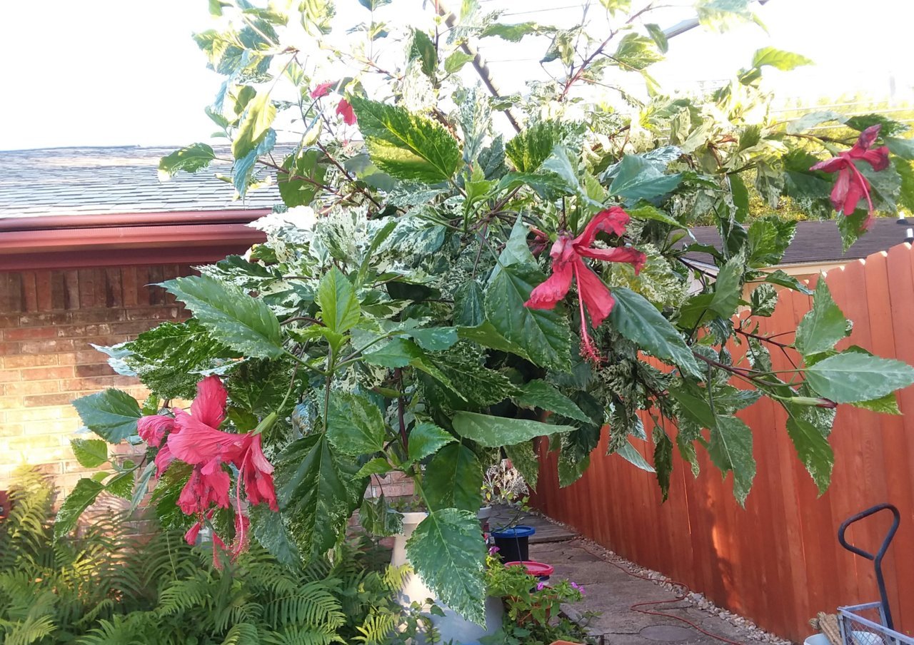20200602_194651.jpg