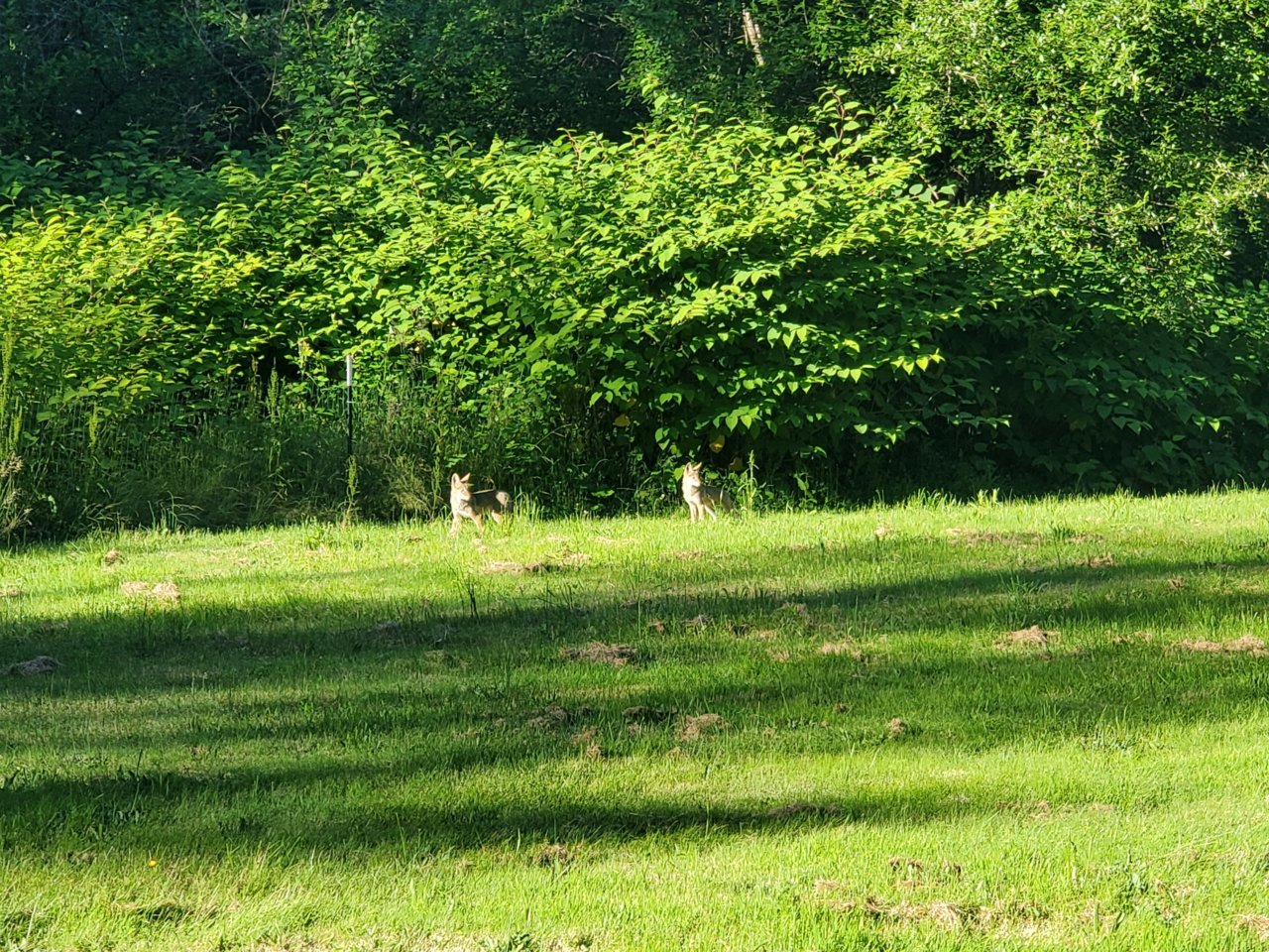 20200622_183453.jpg