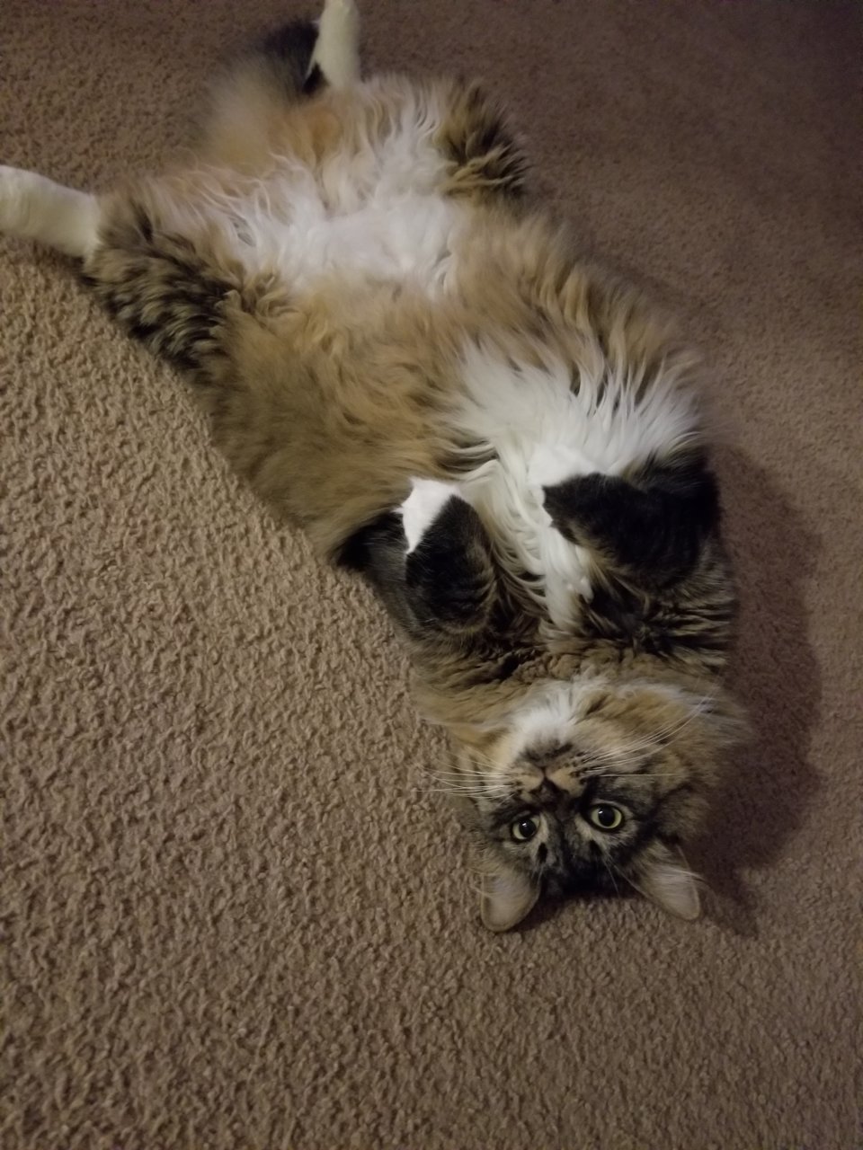 20200901_223426.jpg