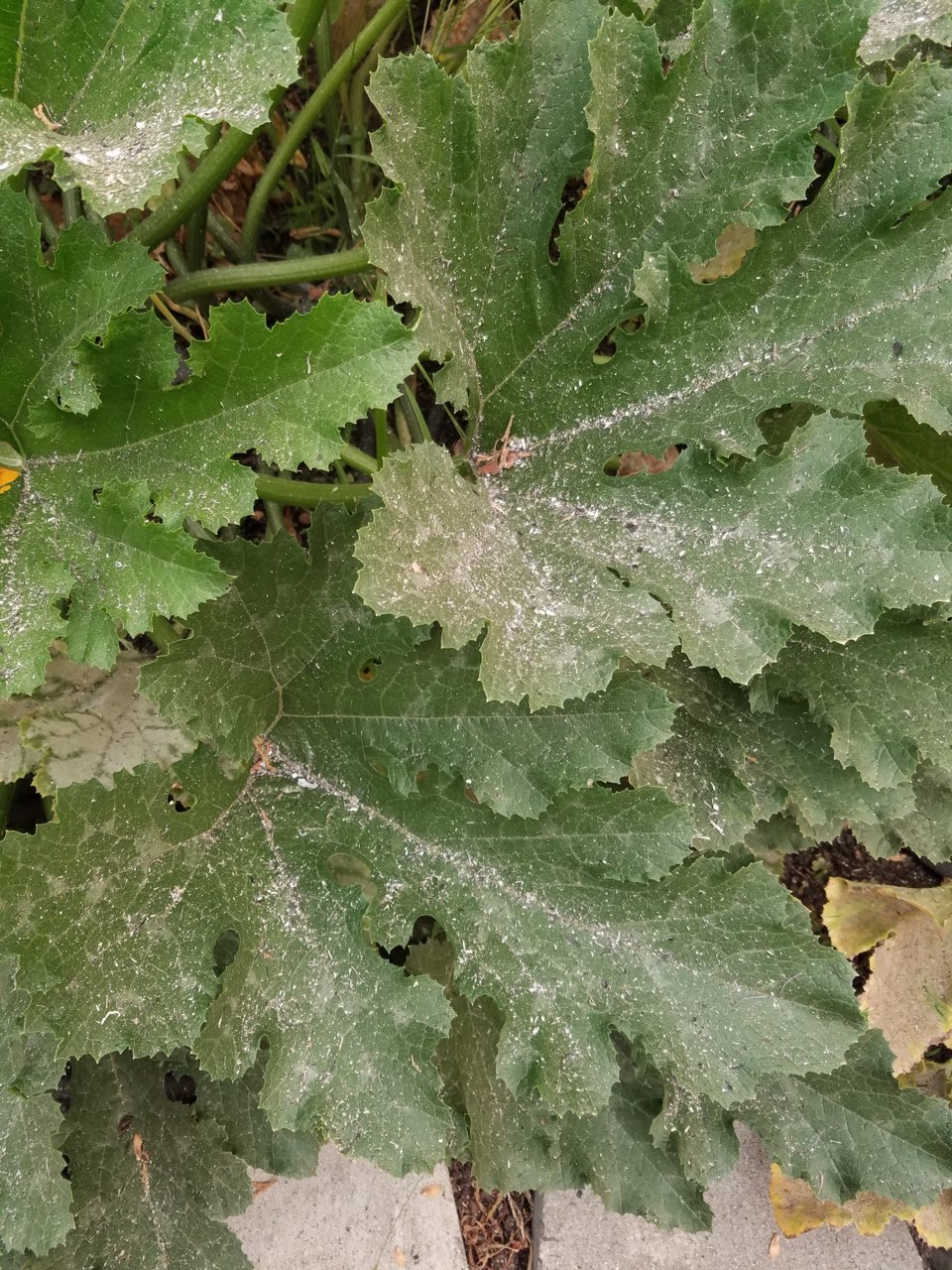 20200908_084716.jpg