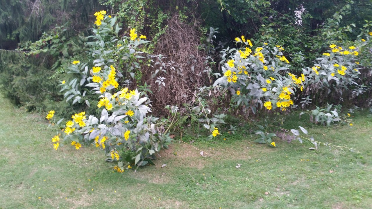 20200913_164930.jpg
