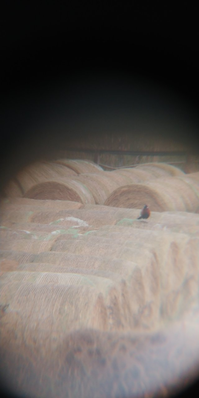 20201013_101047.jpg