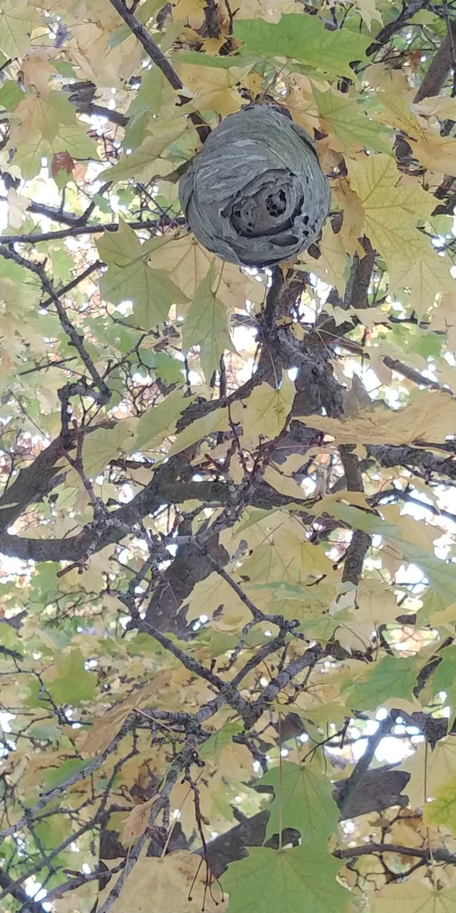 20201016_133045.jpg