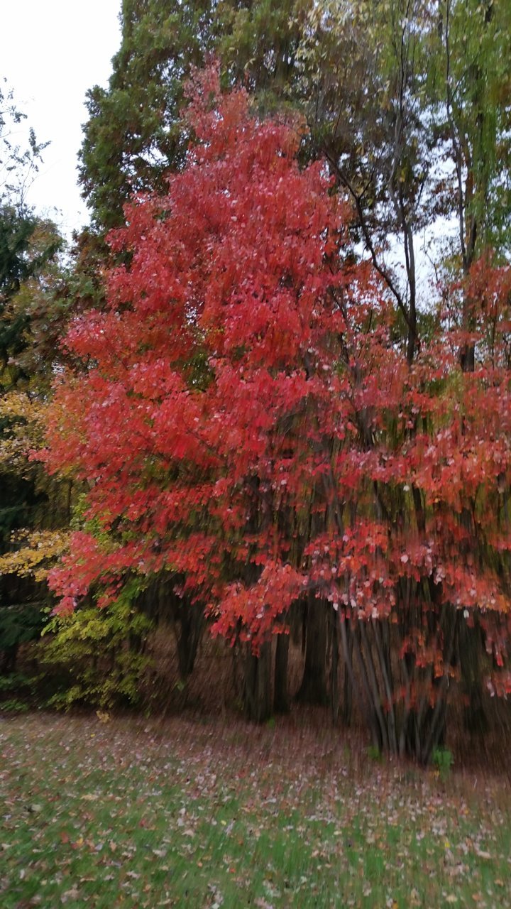 20201019_145502.jpg