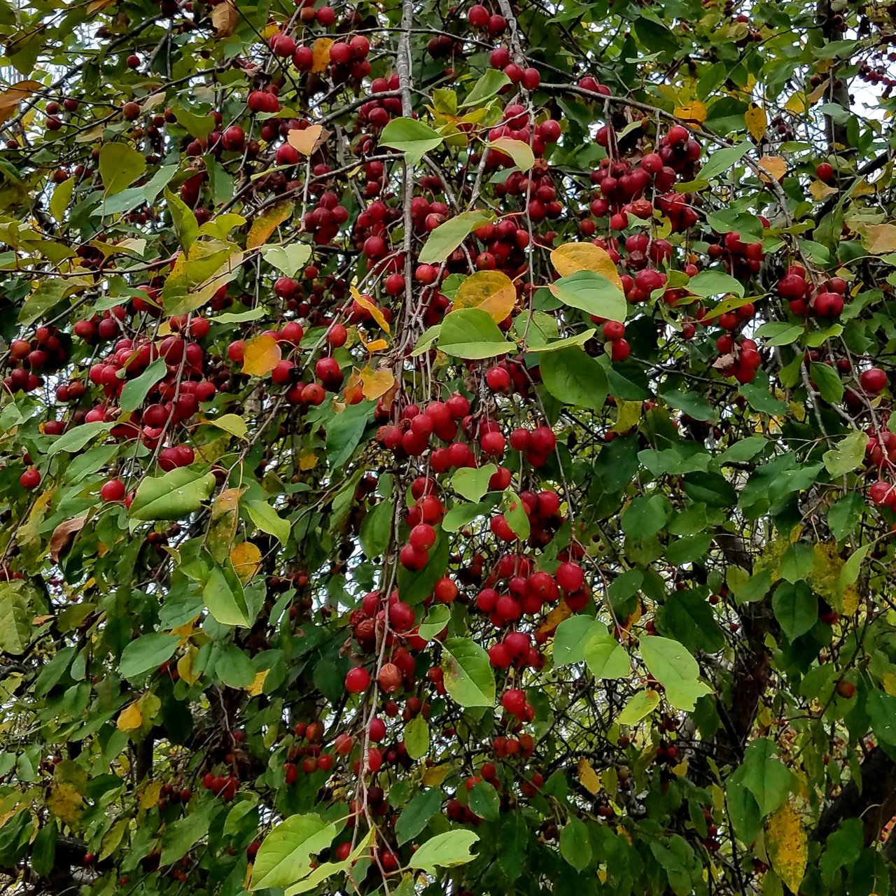 20201024_223105.jpg