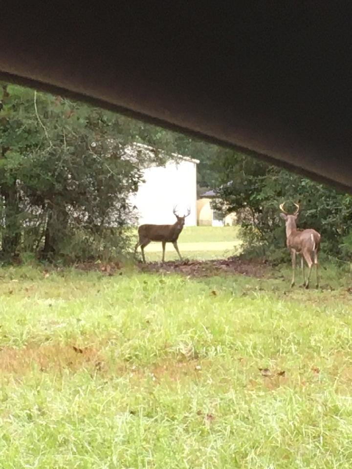 20201102 - Standoff over doe across the golf course.jpg