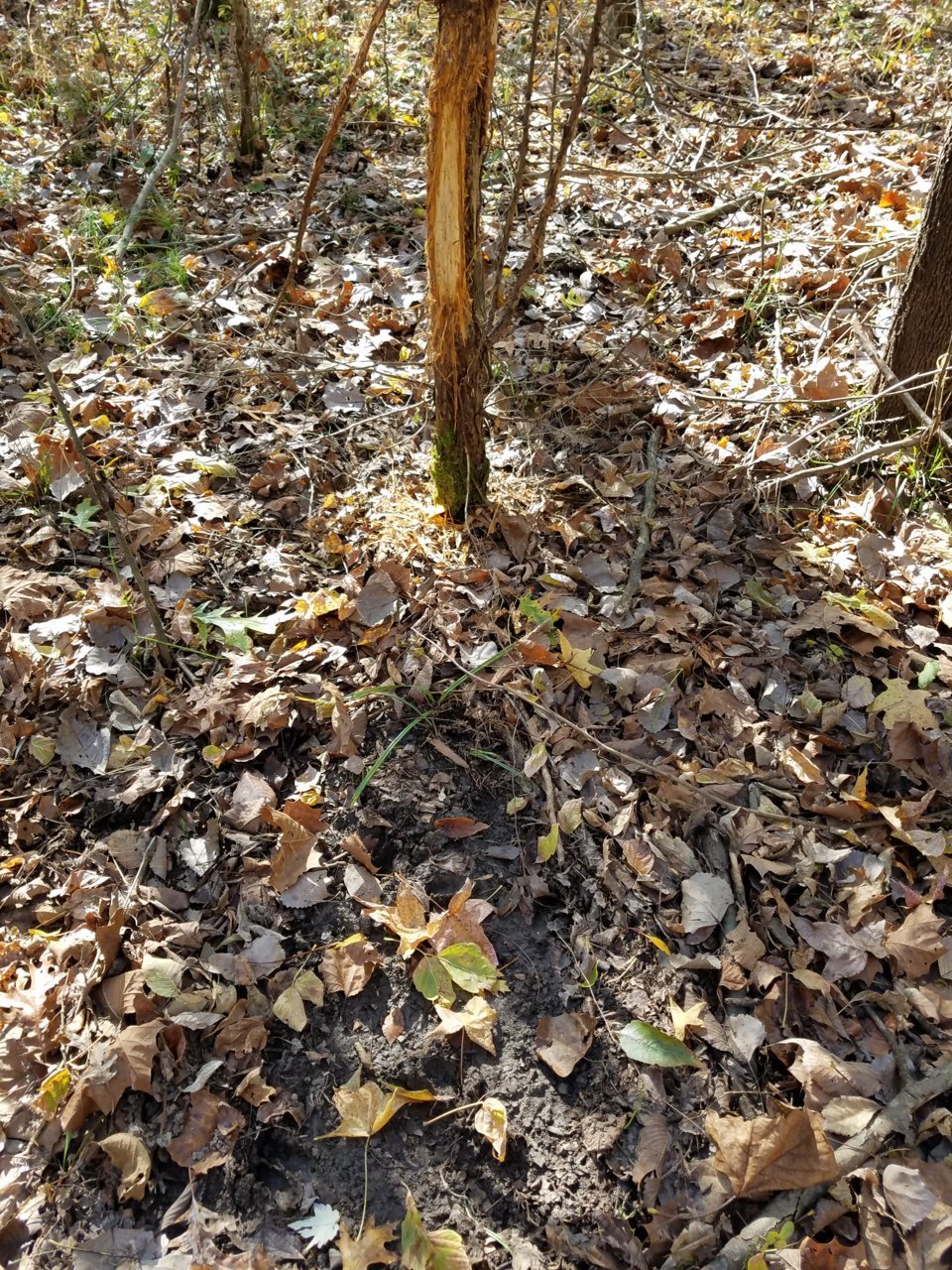 20201102_095213.jpg