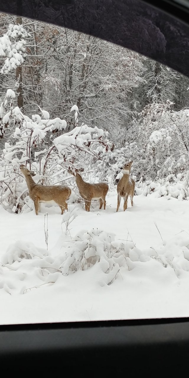20201108_150402_HDR.jpg