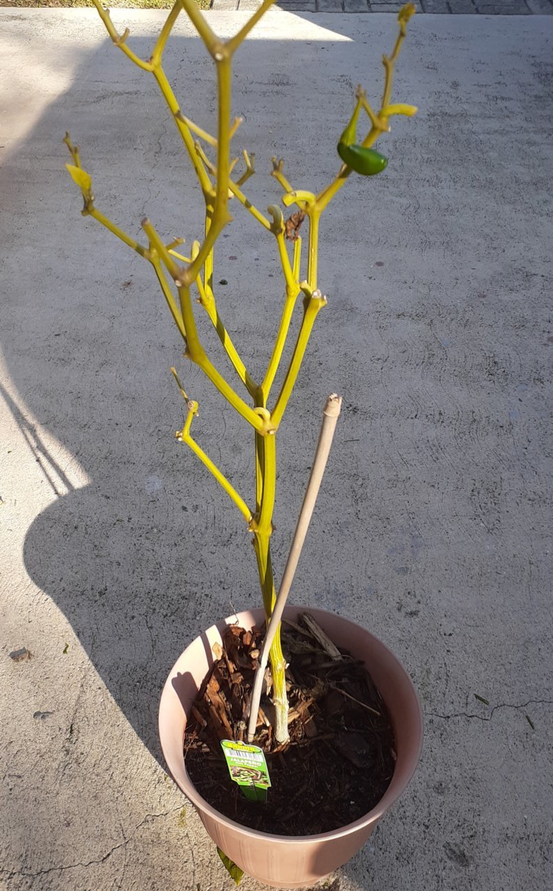 20201123_152144.jpg