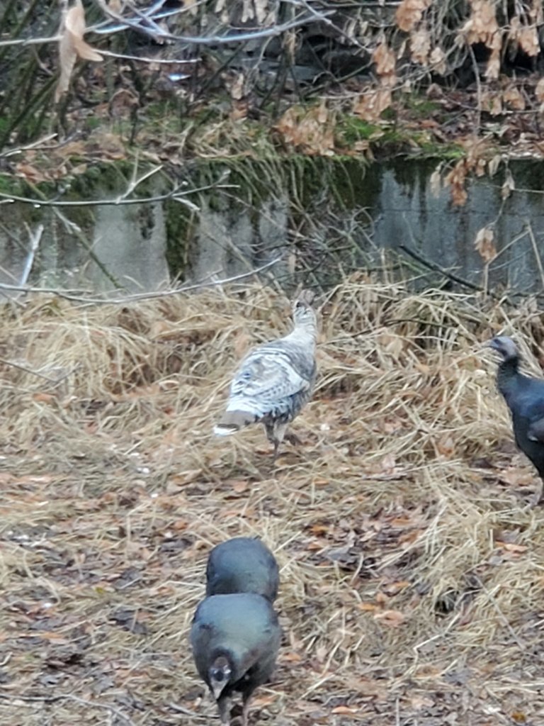 20201124_095306.jpg