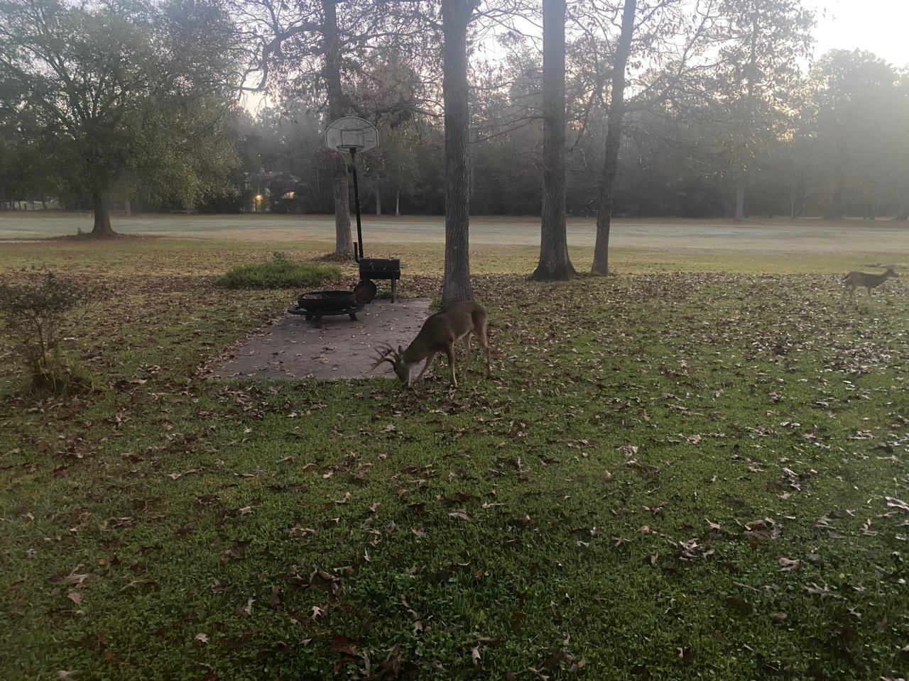 20201128 - Little family unit buck out the kitchen window.jpg