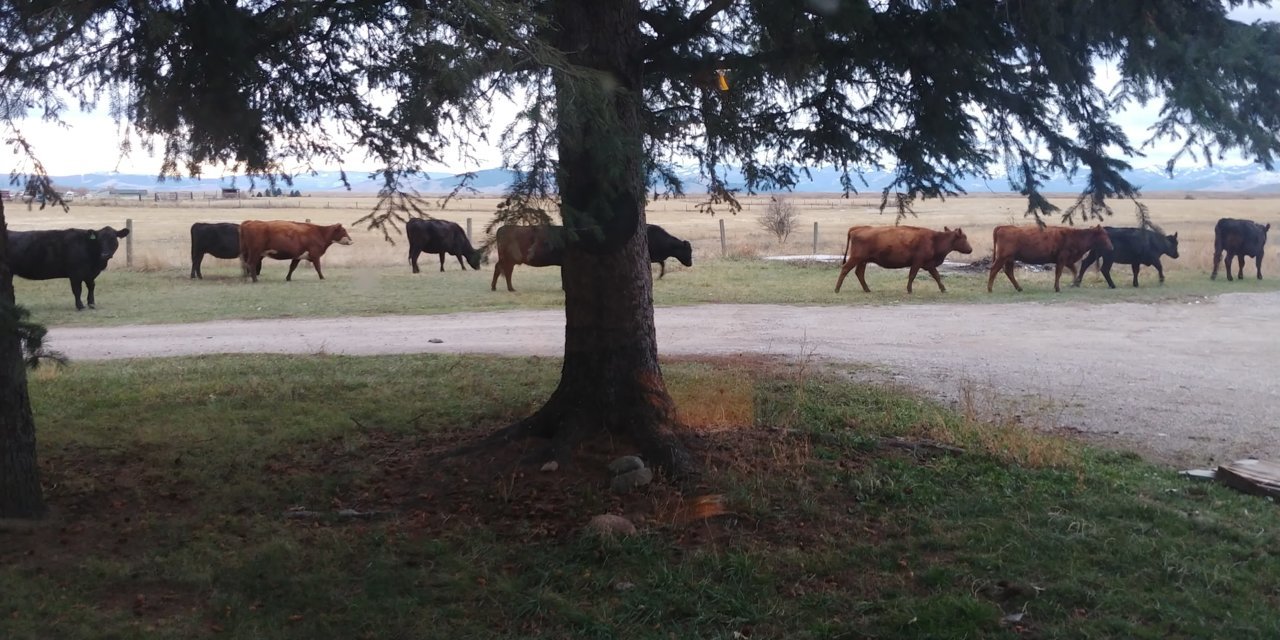 20201128_082604.jpg