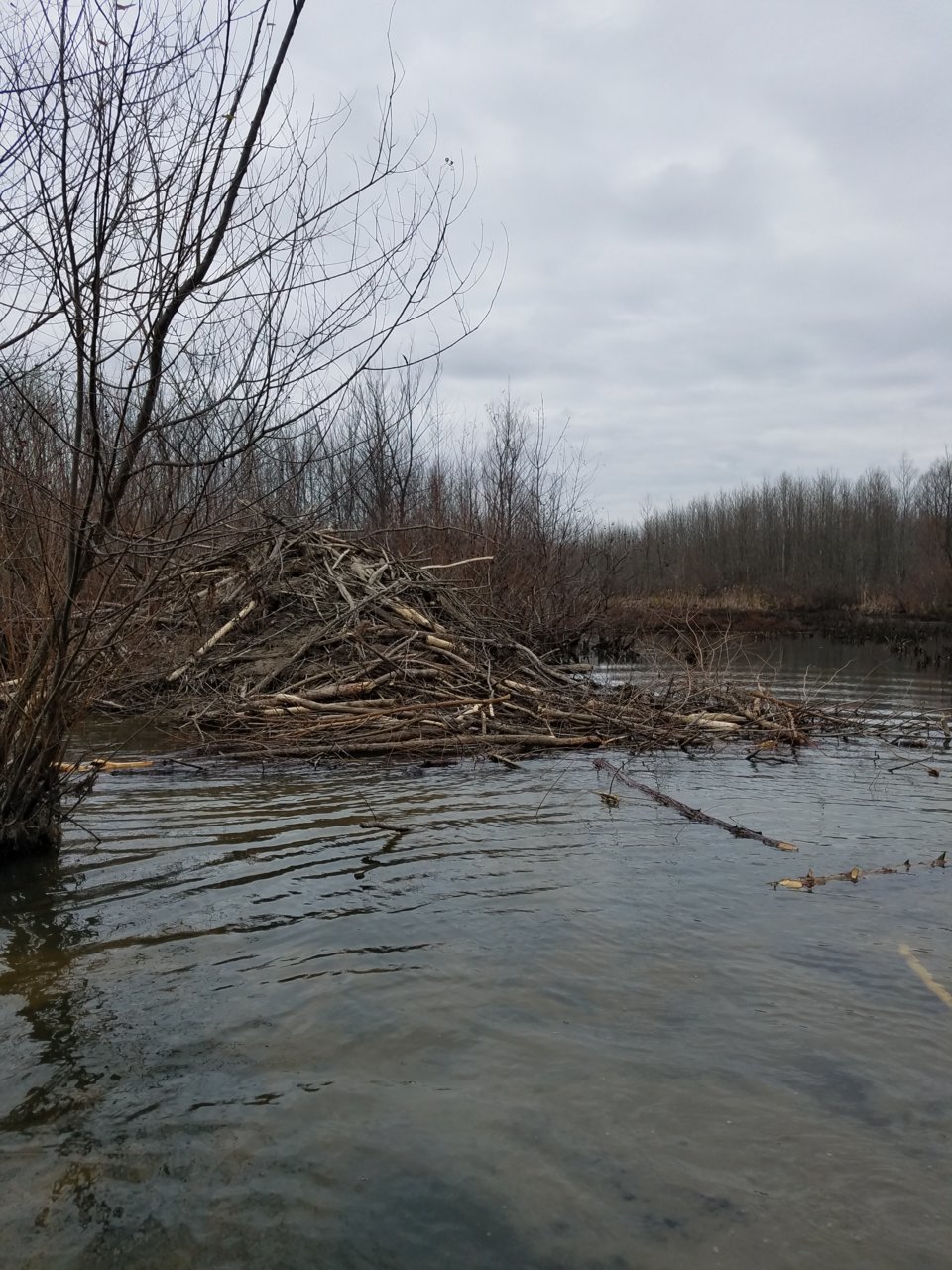 20201204_115300.jpg