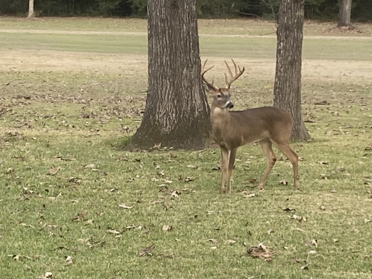 20201205 - 9-point in the backyard 2.jpg