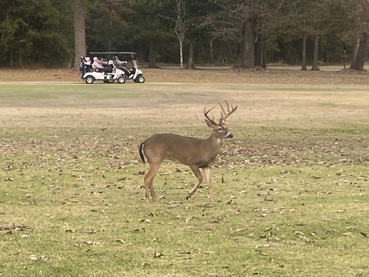20201205 - 9-point in the backyard.jpg