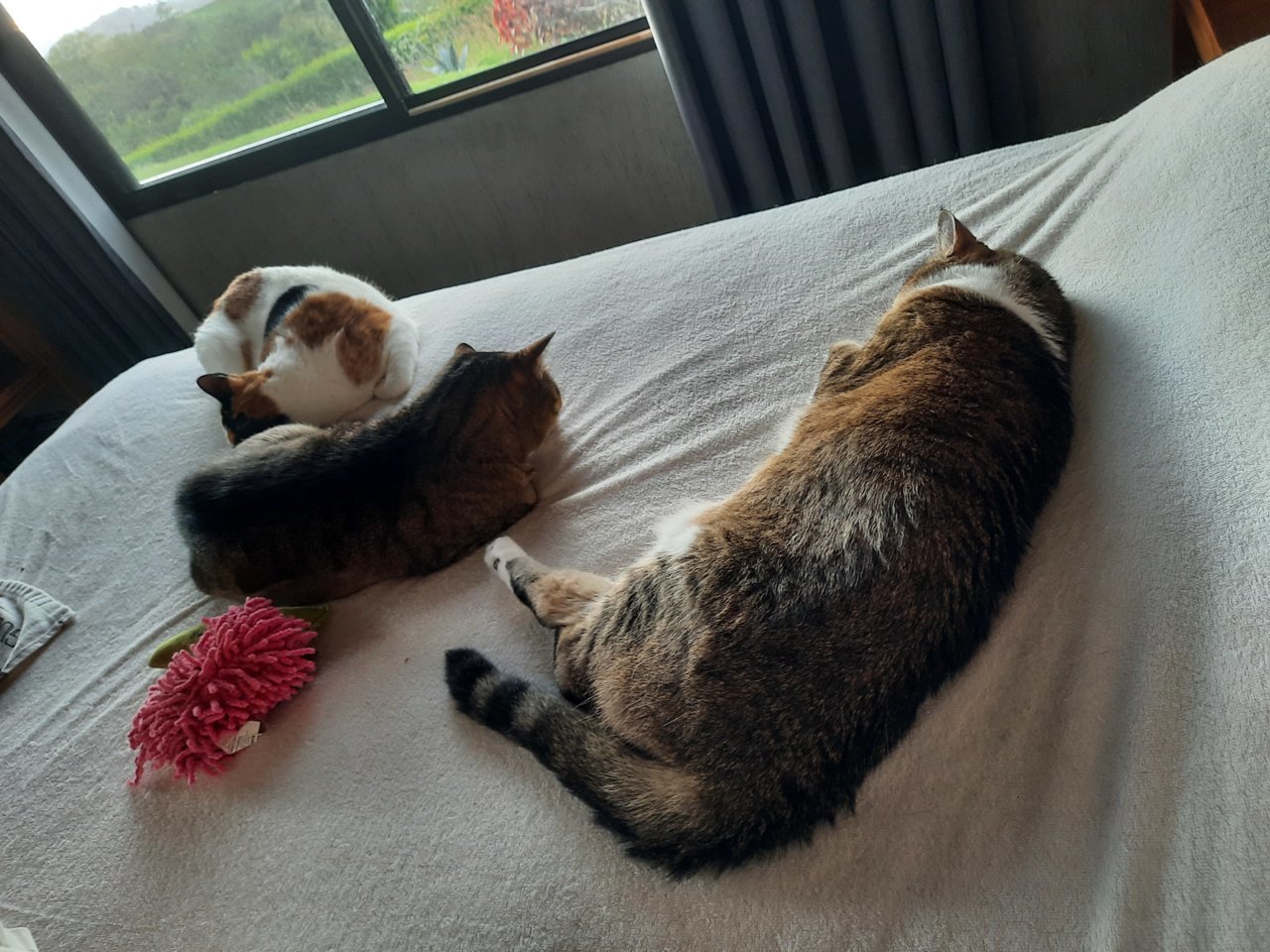 20201222_155056.jpg