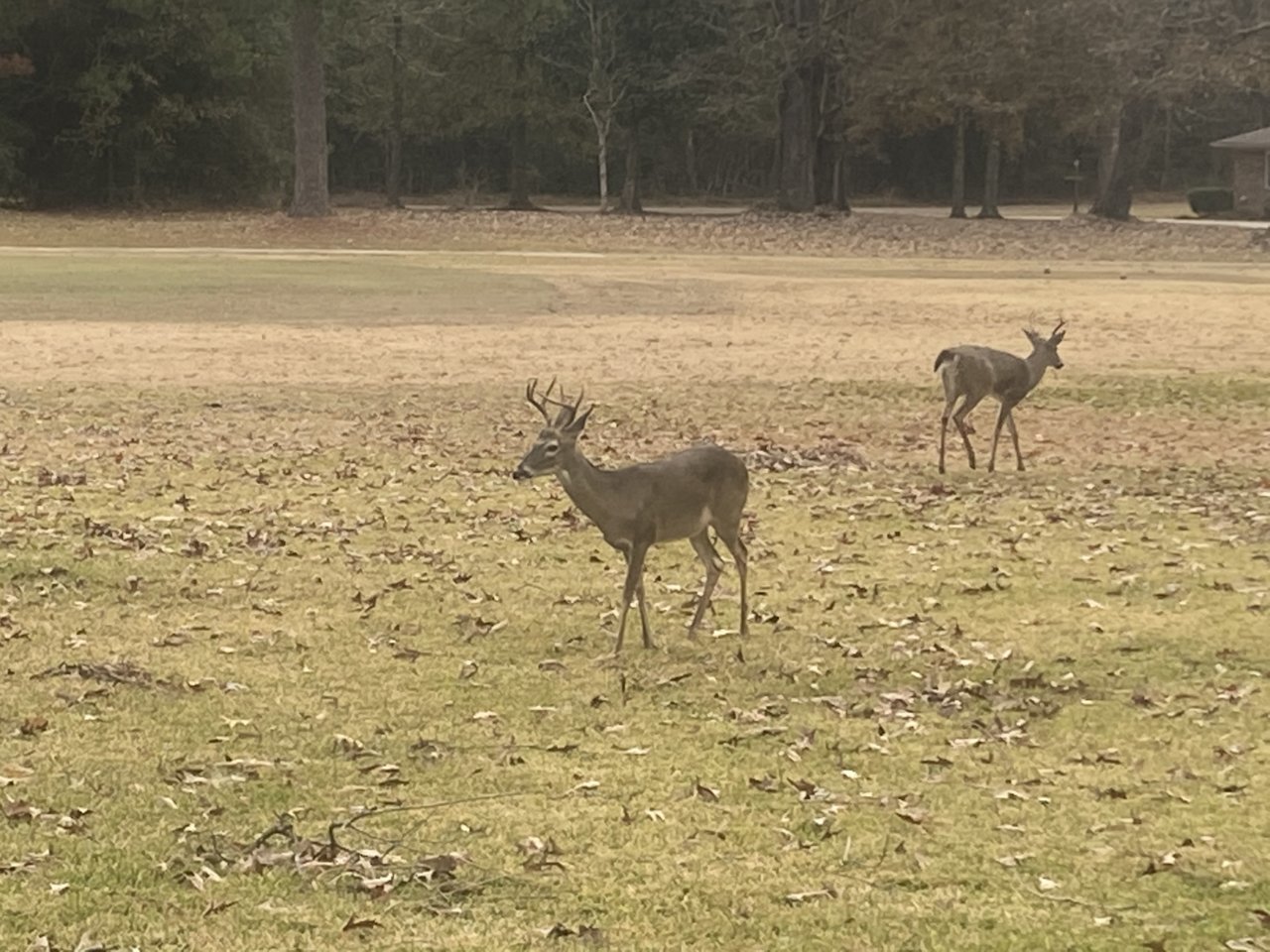 20201223 - Two little bucks just chased the 2 nubbin' bucks out of the yard.jpg